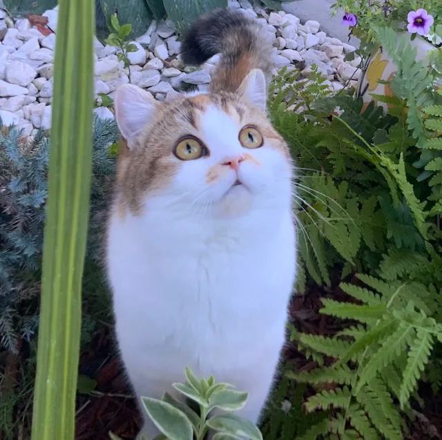 Moty Dom Cattery Picture 9