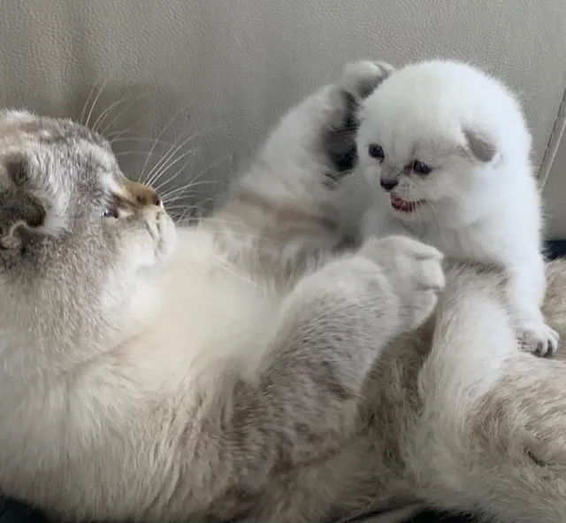 Moty Dom Cattery Picture 10