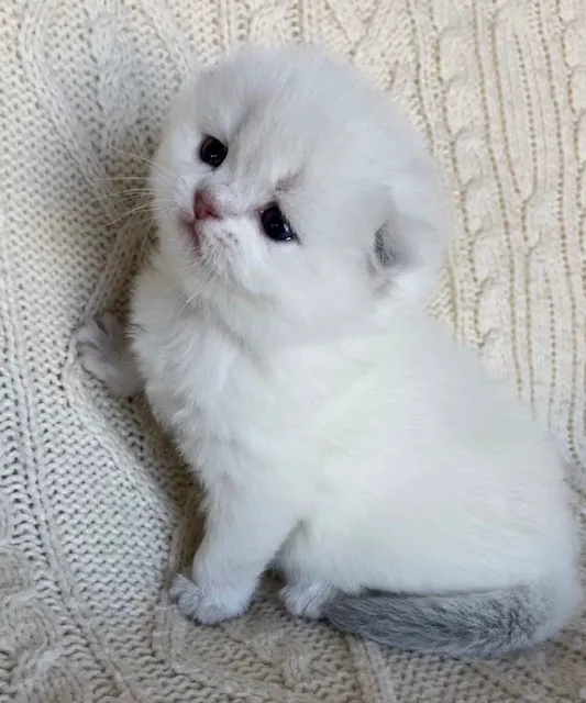 Moty Dom Cattery Picture 8