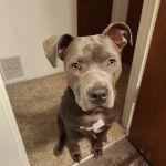 Banfield Pet Hospital