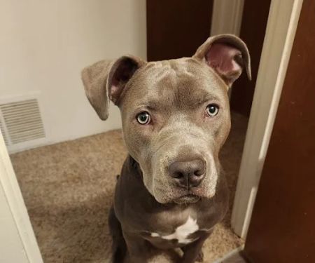 Banfield Pet Hospital