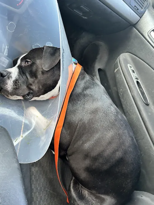 Banfield Pet Hospital Picture 4