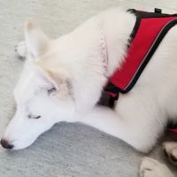 Langley Animal Hospital ico