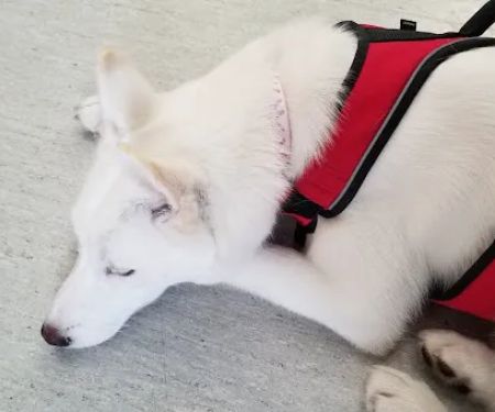 Langley Animal Hospital