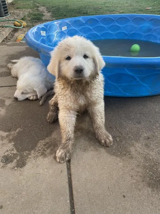 Langley Animal Hospital Picture 4