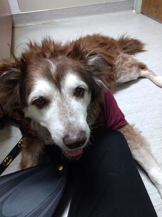 Langley Animal Hospital Picture 5