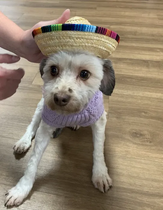 Langley Animal Hospital Picture 10