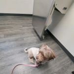 Westgate Animal Clinic