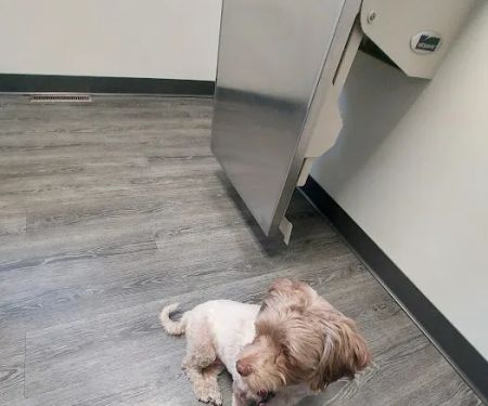 Westgate Animal Clinic