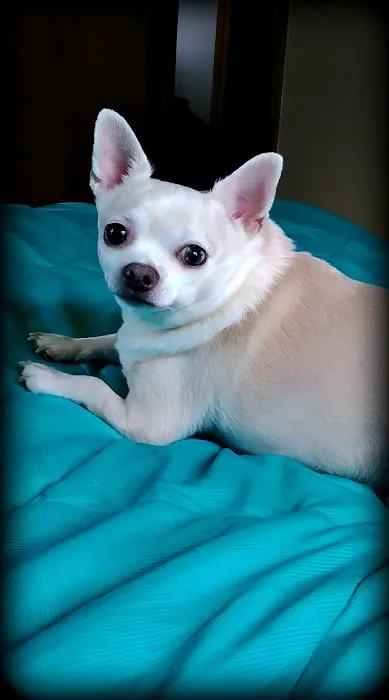 Westgate Animal Clinic Picture 2