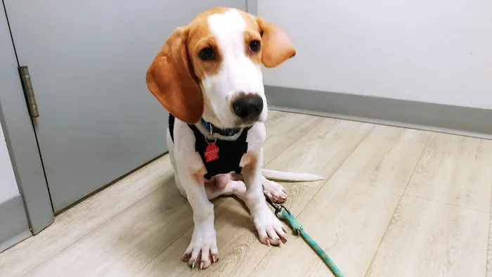 Westgate Animal Clinic Picture 3