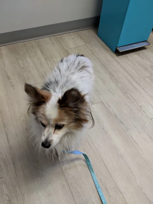 Westgate Animal Clinic Picture 4