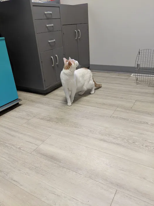 Westgate Animal Clinic Picture 8