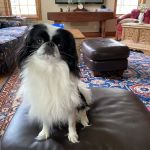 All Creatures Veterinary Clinic