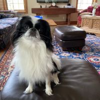 All Creatures Veterinary Clinic ico