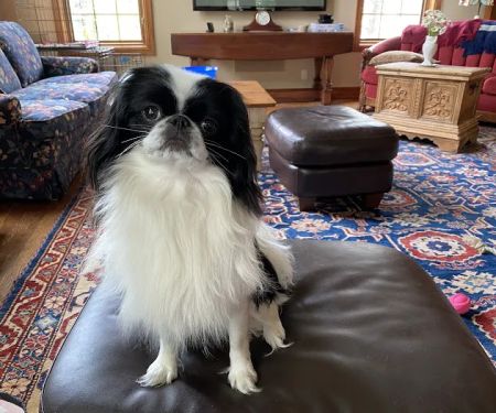 All Creatures Veterinary Clinic