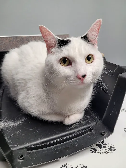 All Creatures Veterinary Clinic Picture 6