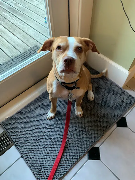 Omaha Pet Vaccination Clinic Picture 8