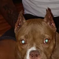 Nodaway Veterinary Clinic ico