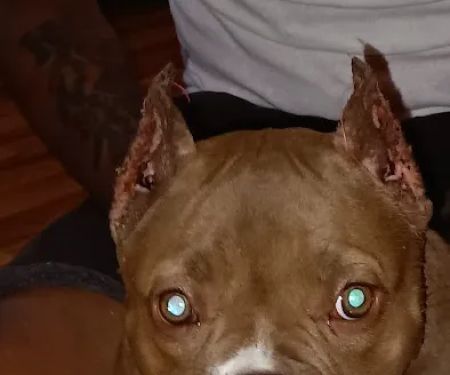 Nodaway Veterinary Clinic