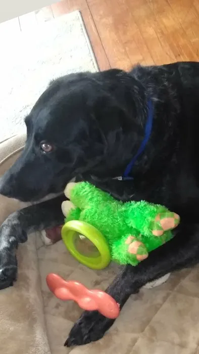 Francis Kirk DVM Picture 1