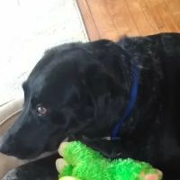 Francis Kirk DVM ico