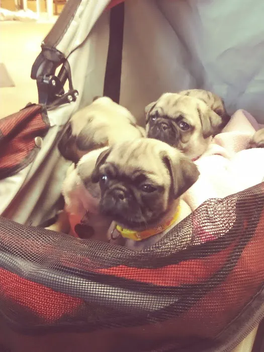 Francis Kirk DVM Picture 2