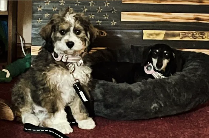 South Paws Veterinarian Clinic Picture 1