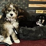 South Paws Veterinarian Clinic