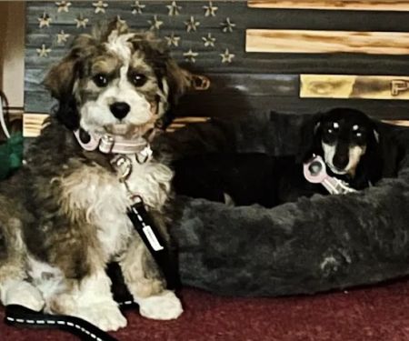 South Paws Veterinarian Clinic