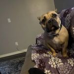 Plattsmouth Animal Hospital