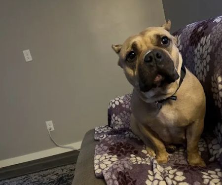 Plattsmouth Animal Hospital