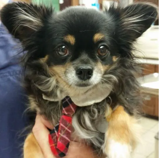 Plattsmouth Animal Hospital Picture 6