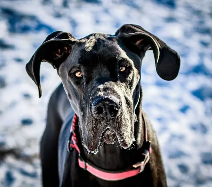 Maysville Veterinary Clinic Inc Picture 3