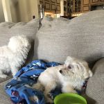 Plattsburg Animal Clinic