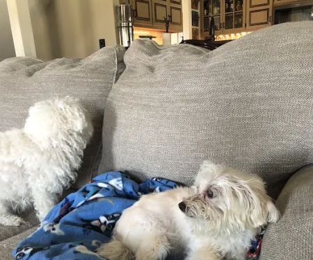 Plattsburg Animal Clinic