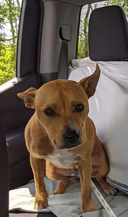 Plattsburg Animal Clinic Picture 5