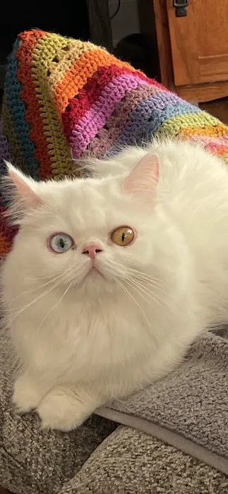 Plattsburg Animal Clinic Picture 2