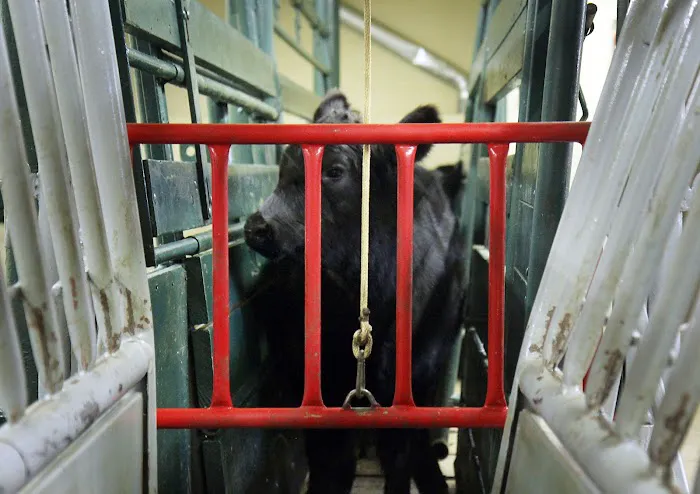 Plattsburg Animal Clinic Picture 3