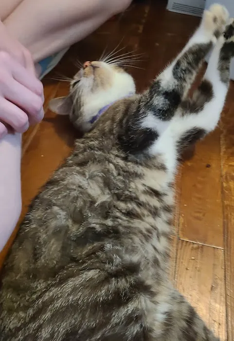 Plattsburg Animal Clinic Picture 10