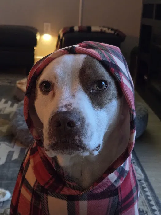 Plattsburg Animal Clinic Picture 8