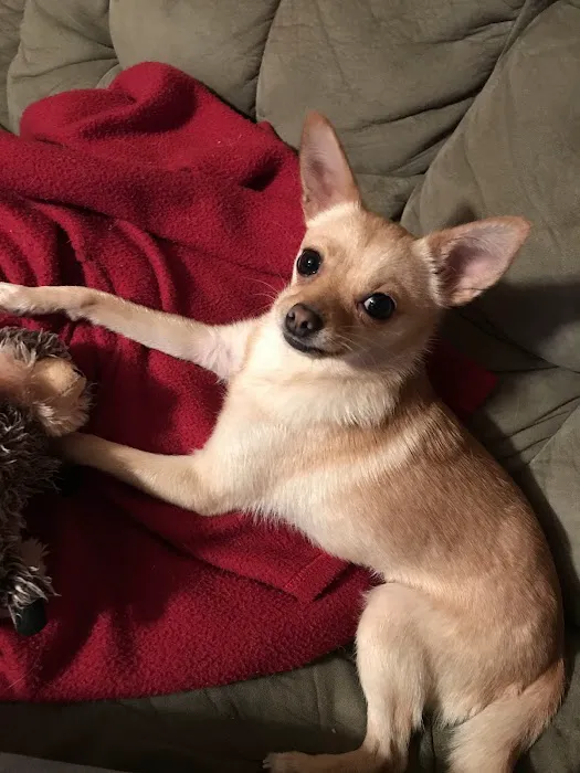 Lawson Animal Hospital Picture 2