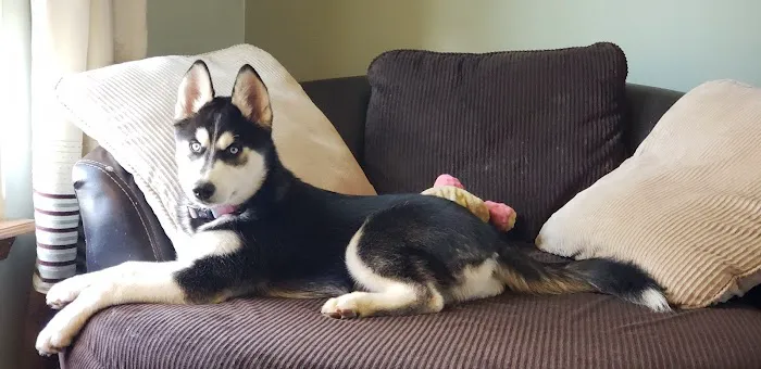 Lawson Animal Hospital Picture 1