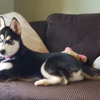 Lawson Animal Hospital ico