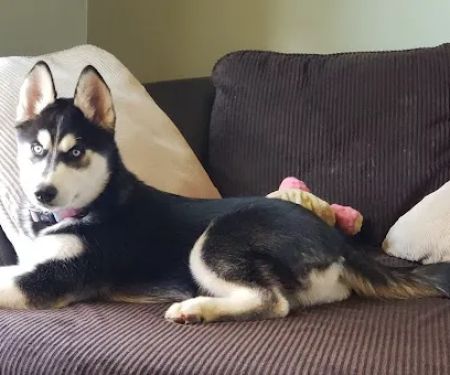 Lawson Animal Hospital