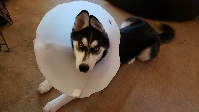 Lawson Animal Hospital Picture 4