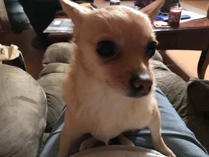 Lawson Animal Hospital Picture 3