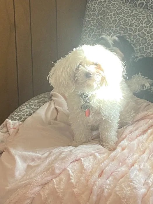 Vintage Plaza Veterinary Hospital Picture 5