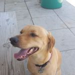 Vintage Plaza Veterinary Hospital