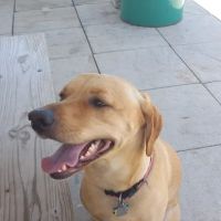 Vintage Plaza Veterinary Hospital ico